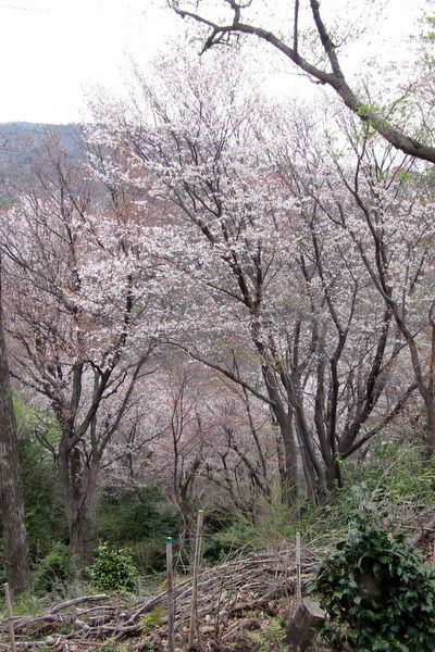 c0038434_19550052.jpg