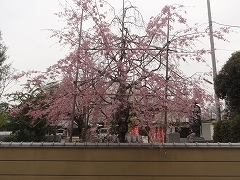 c0147935_17322436.jpg