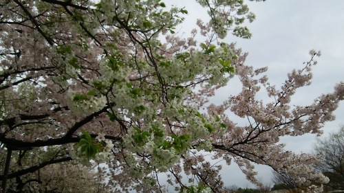 c0338136_21561146.jpg