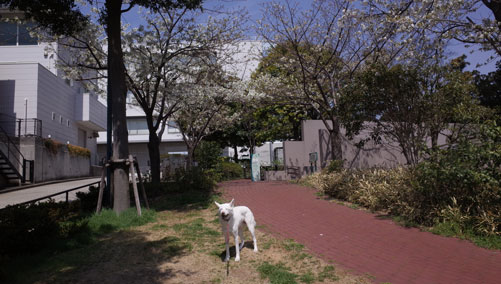 a0117039_21272296.jpg