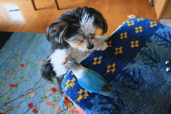 c0145250_08453900.gif