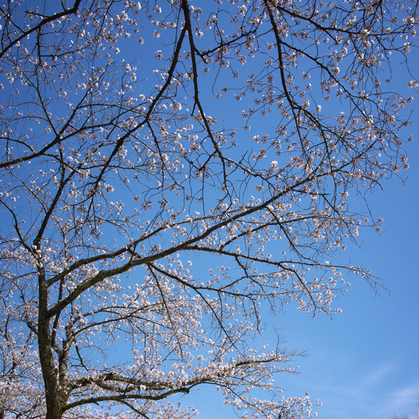 d0342652_1158751.jpg