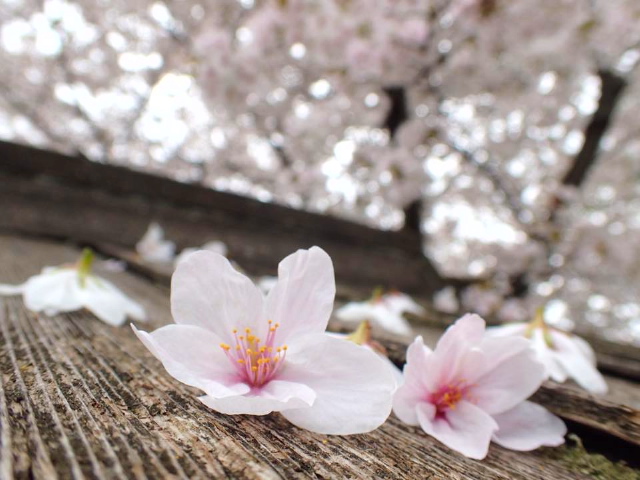c0123363_1129650.jpg