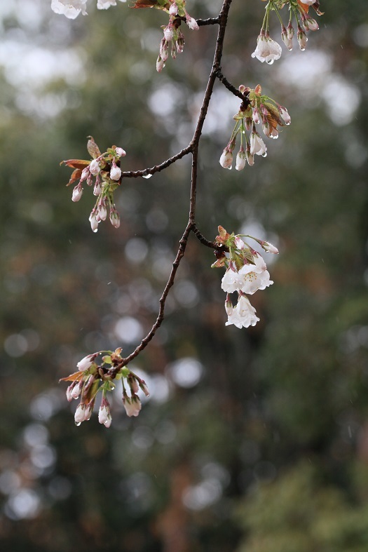 e0304170_22495028.jpg