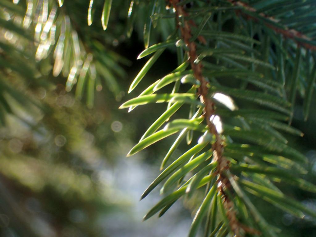 c0183777_9159.jpg