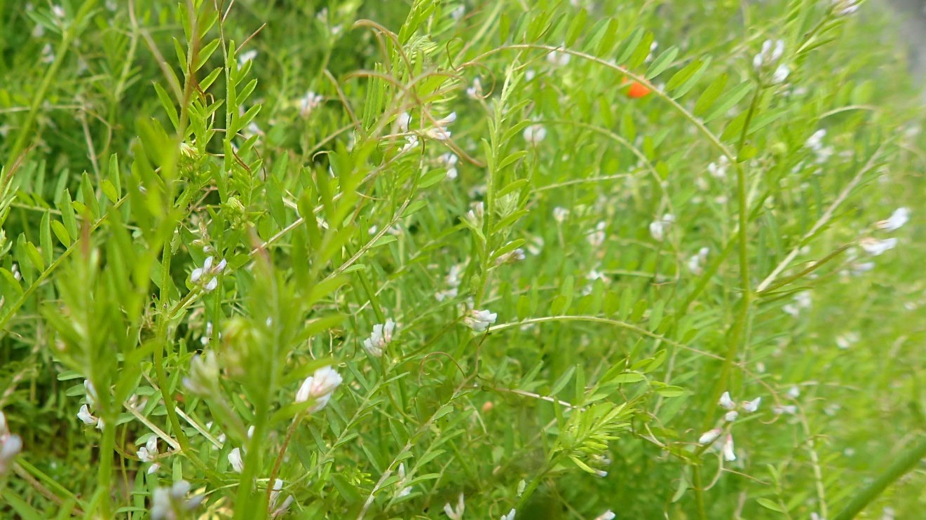 e0024081_19493034.jpg