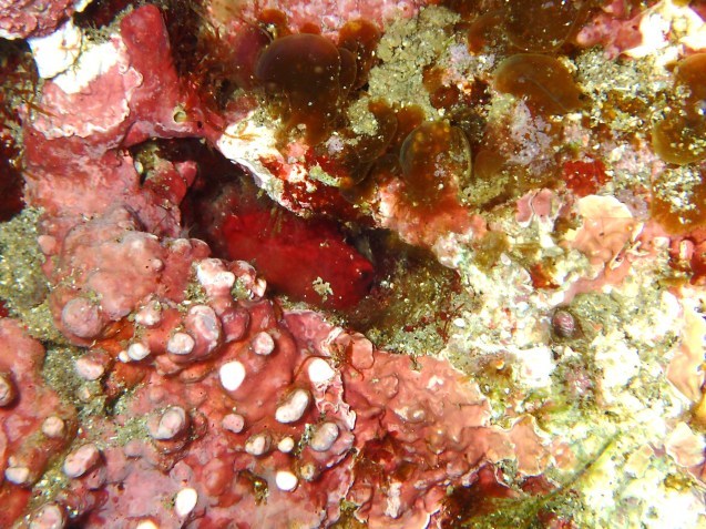 e0115199_20273269.jpg