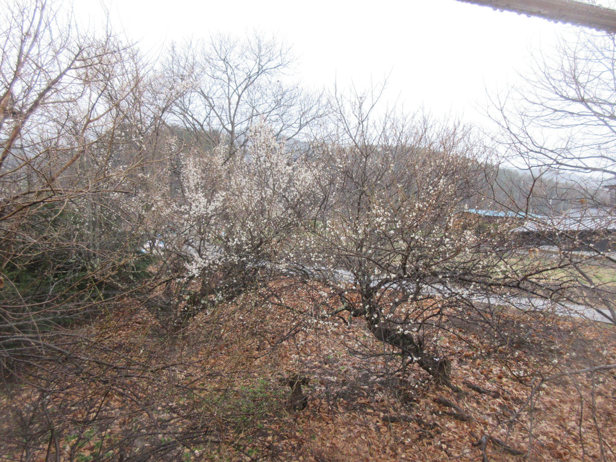 c0085508_96093.jpg