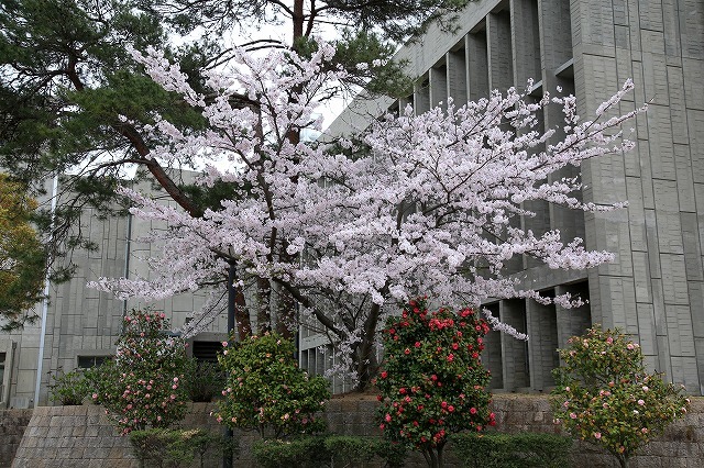 a0335853_11462948.jpg
