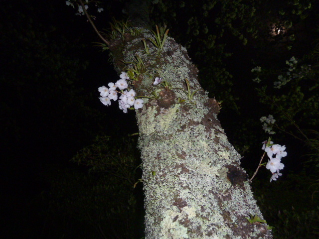 e0278968_20442777.jpg
