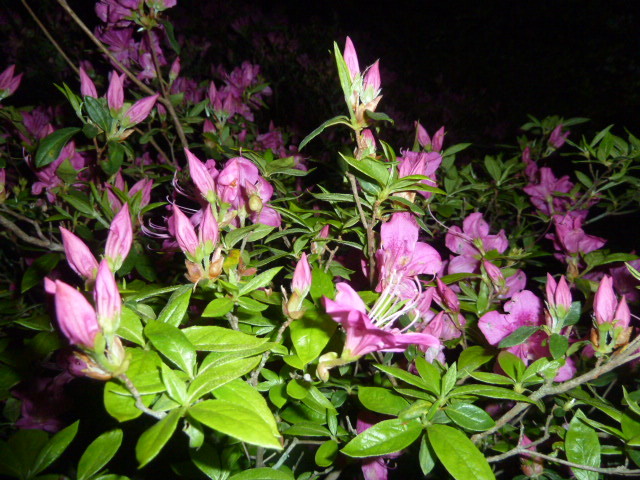 e0278968_21142178.jpg