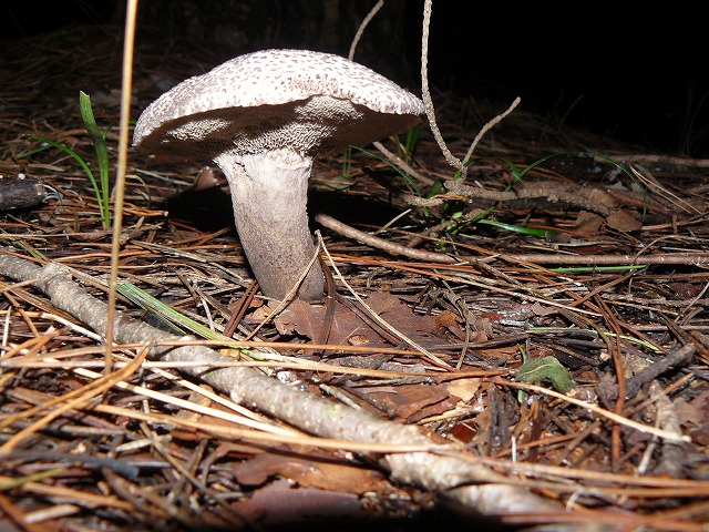 d0019074_14371034.jpg