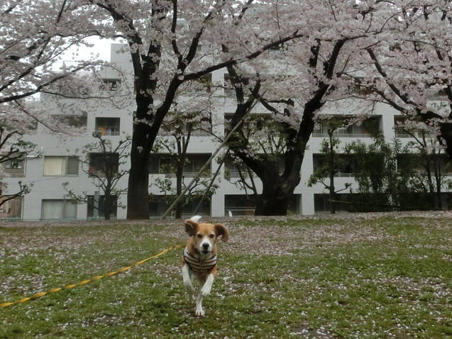 a0319693_7574457.jpg