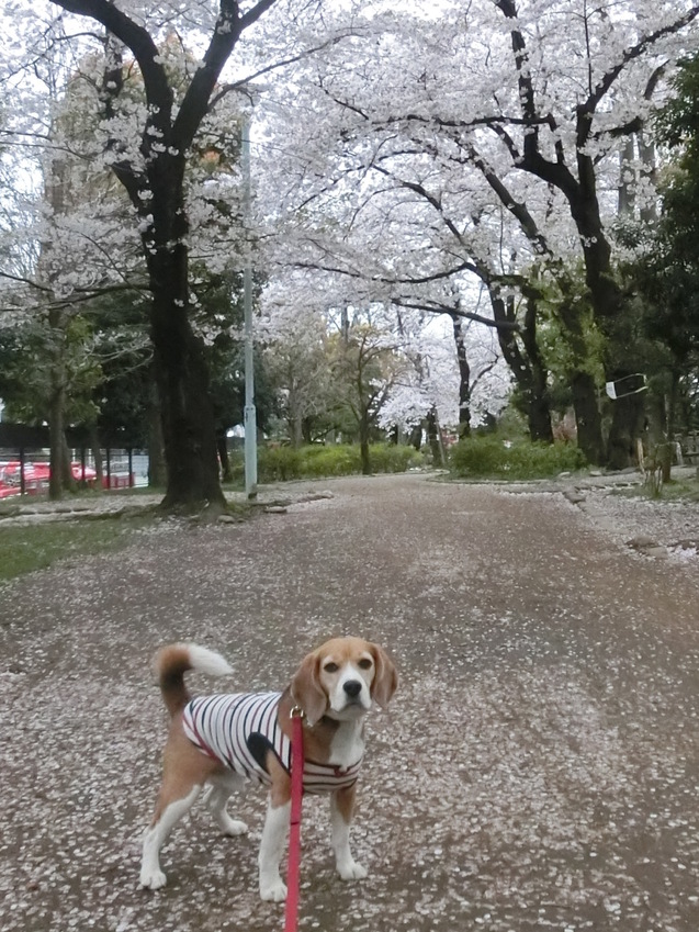 a0319693_834667.jpg