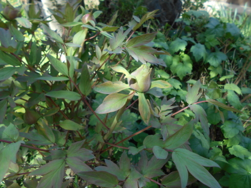 f0083803_18562913.jpg