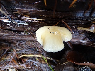 f0360815_16185860.jpg