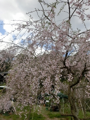 a0105023_21515076.jpg