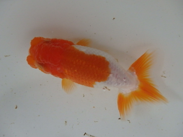 f0334143_8541940.jpg