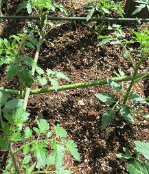 e0082045_12103810.jpg