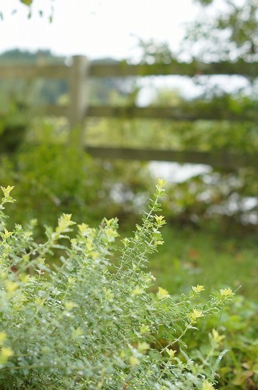 d0083761_20101255.jpg