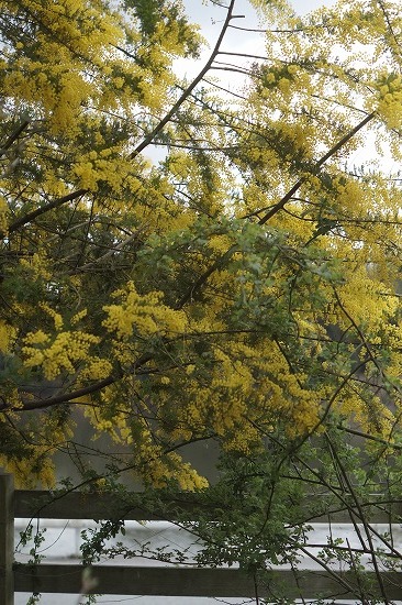 d0083761_20110113.jpg