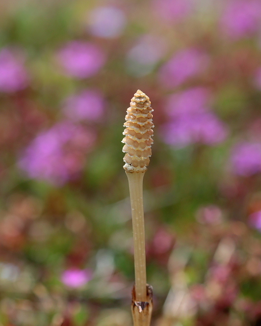 c0305565_17582325.jpg