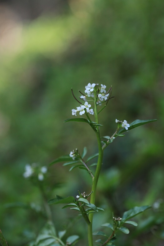e0304170_20480667.jpg