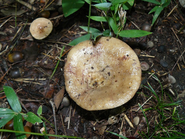 d0019074_15554078.jpg