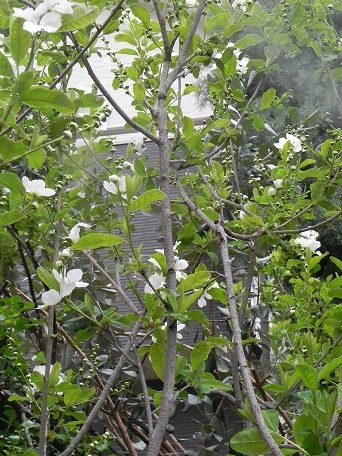 c0152002_19053225.jpg