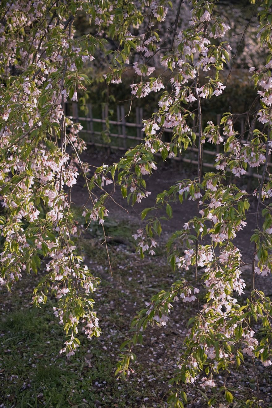 a0117507_21204061.jpg