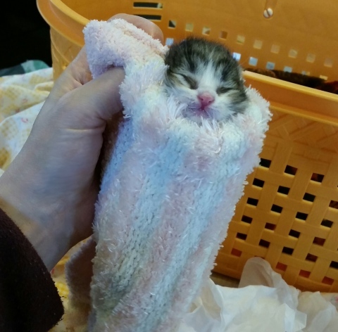 e0144012_15531228.jpeg