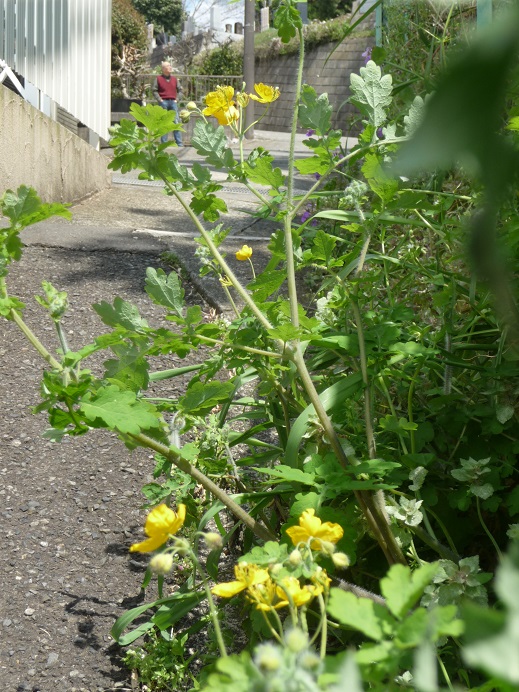 c0202113_16143159.jpg