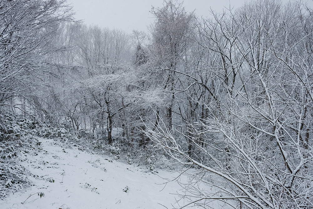 c0082715_20220414.jpg