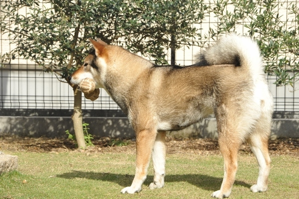 f0143123_11383593.jpg