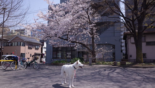 a0117039_2315714.jpg