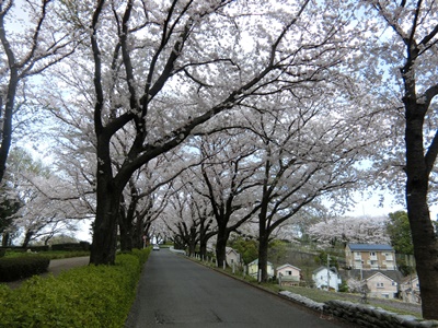 b0120541_0411012.jpg