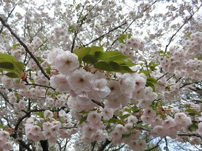 b0120541_0411477.jpg
