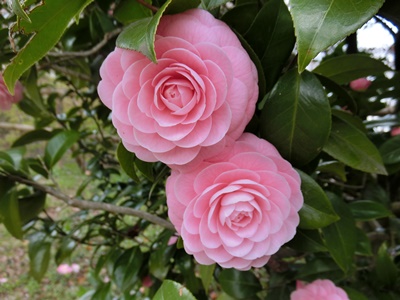 b0120541_041290.jpg