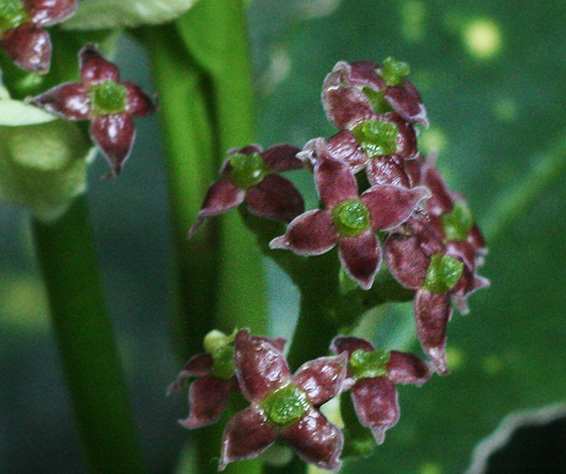 d0322448_20325082.jpg