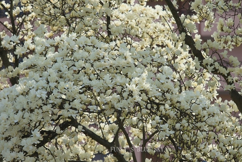 c0145250_09415067.jpg