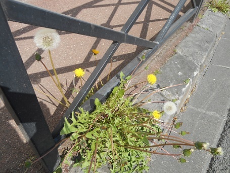 c0221565_13173785.jpg