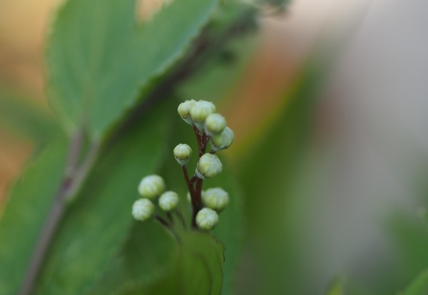 e0264374_12333073.jpg