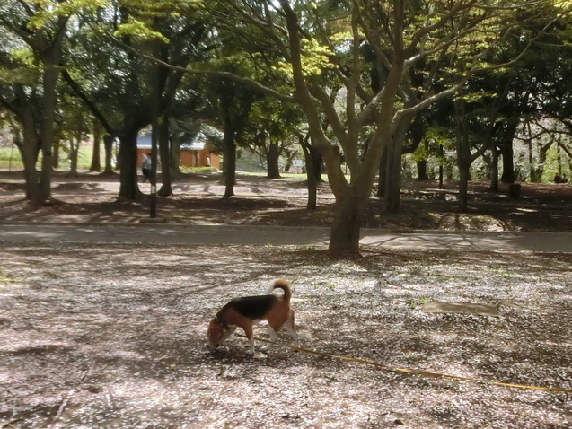 a0319693_8533050.jpg