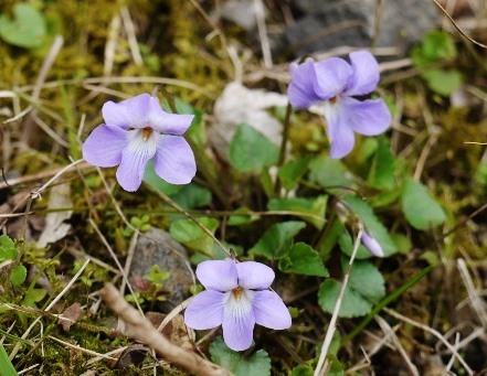 e0167795_15550087.jpg
