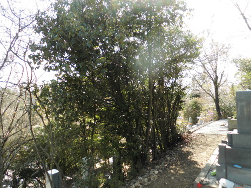 c0108198_16322835.jpg
