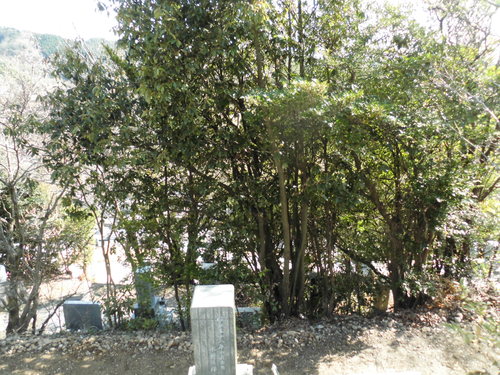 c0108198_16325811.jpg