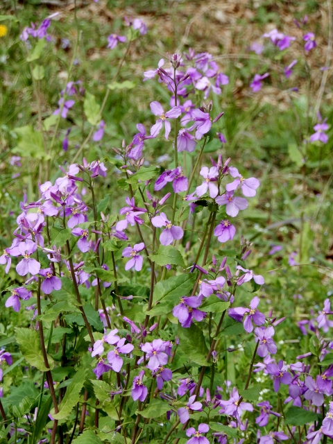 e0025300_20262457.jpg