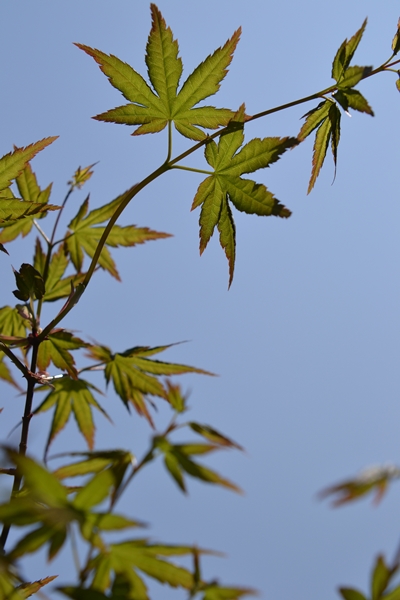 a0240403_11174917.jpg