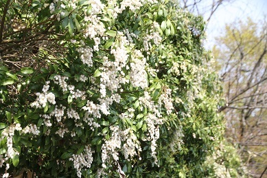 e0206820_20141086.jpg