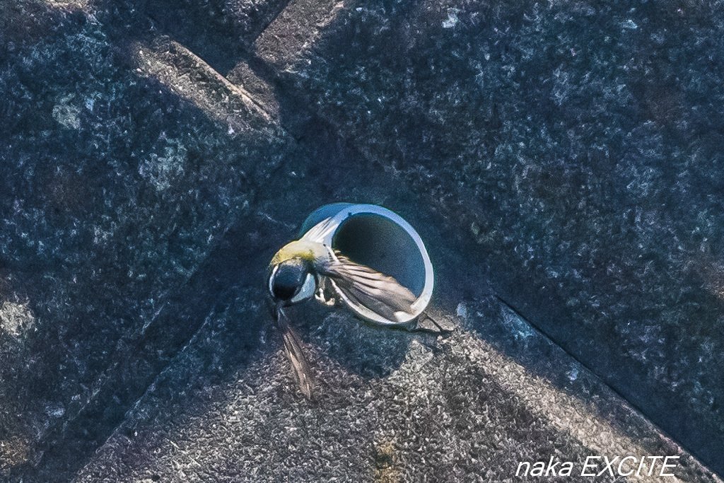 f0281533_15293890.jpg